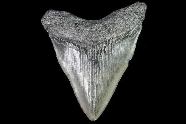 Juvenile Megalodon Tooth - Georgia #83645